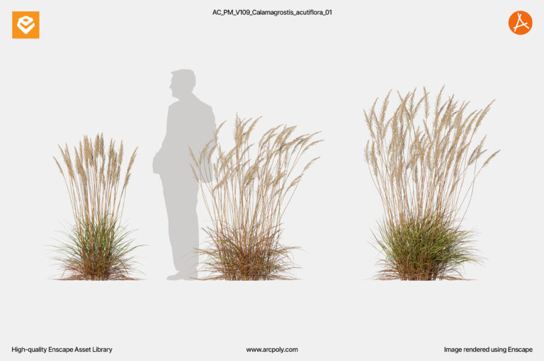 AC_PM_V109_Calamagrostis_acutiflora_01.1