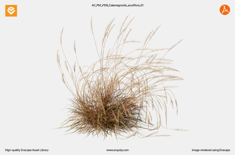 AC_PM_V109_Calamagrostis_acutiflora_01.4