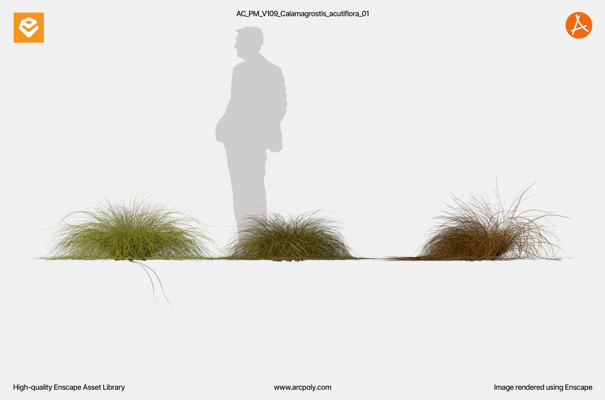 AC_PM_V109_Carex_comans_01