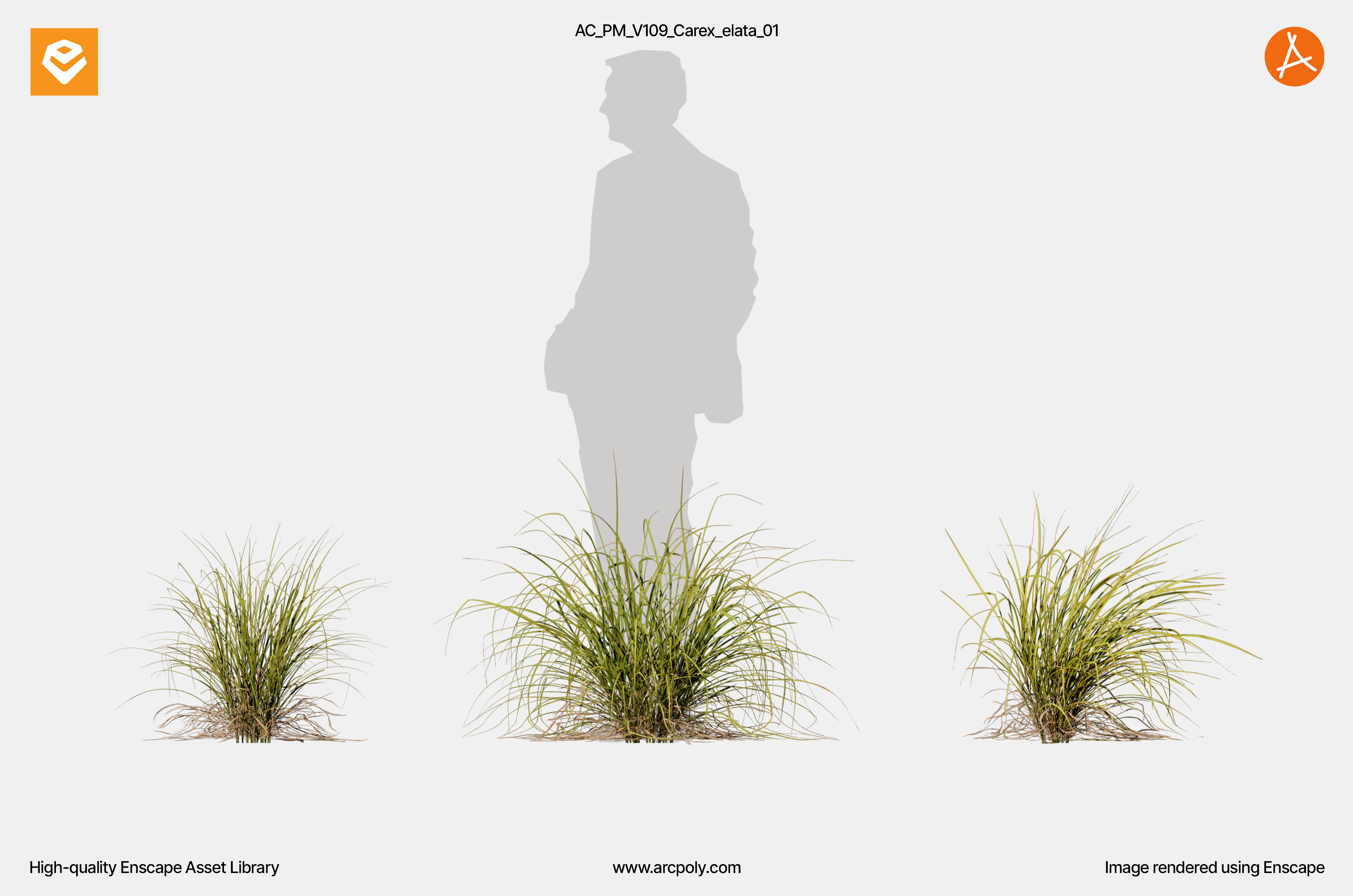 AC_PM_V109_Carex_elata_01