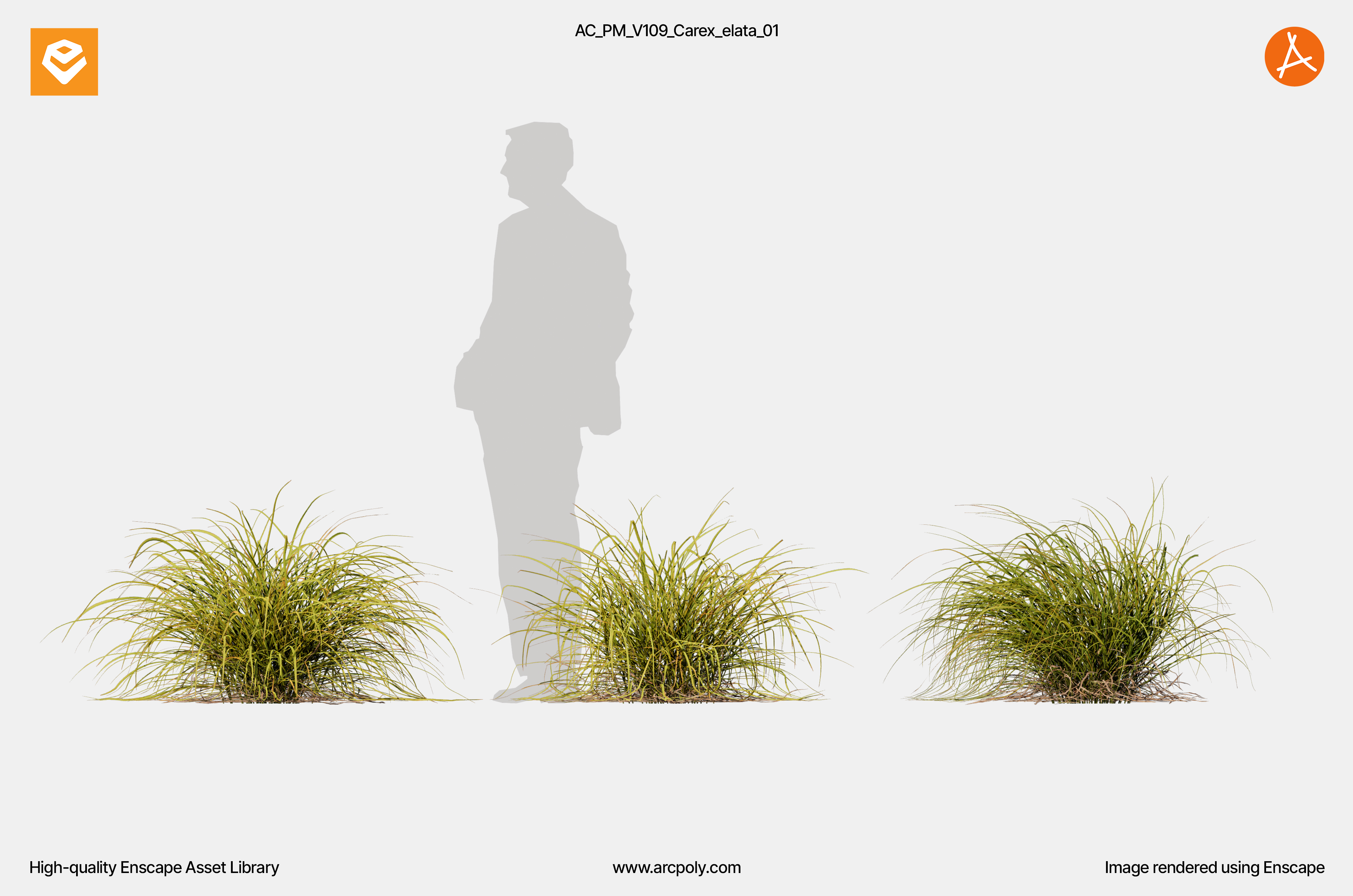 AC_PM_V109_Carex_elata_01