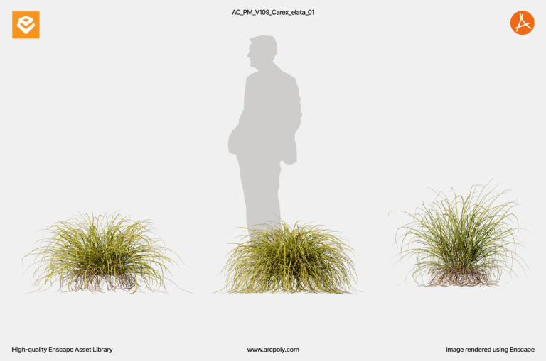 AC_PM_V109_Carex_elata_01.3
