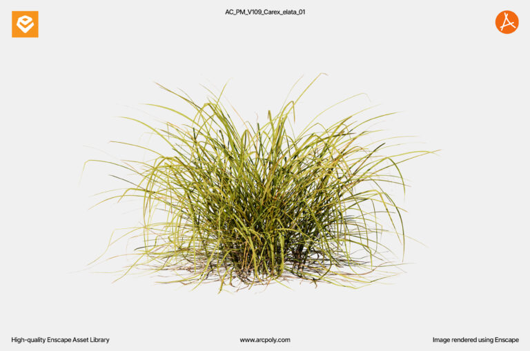AC_PM_V109_Carex_elata_01.4