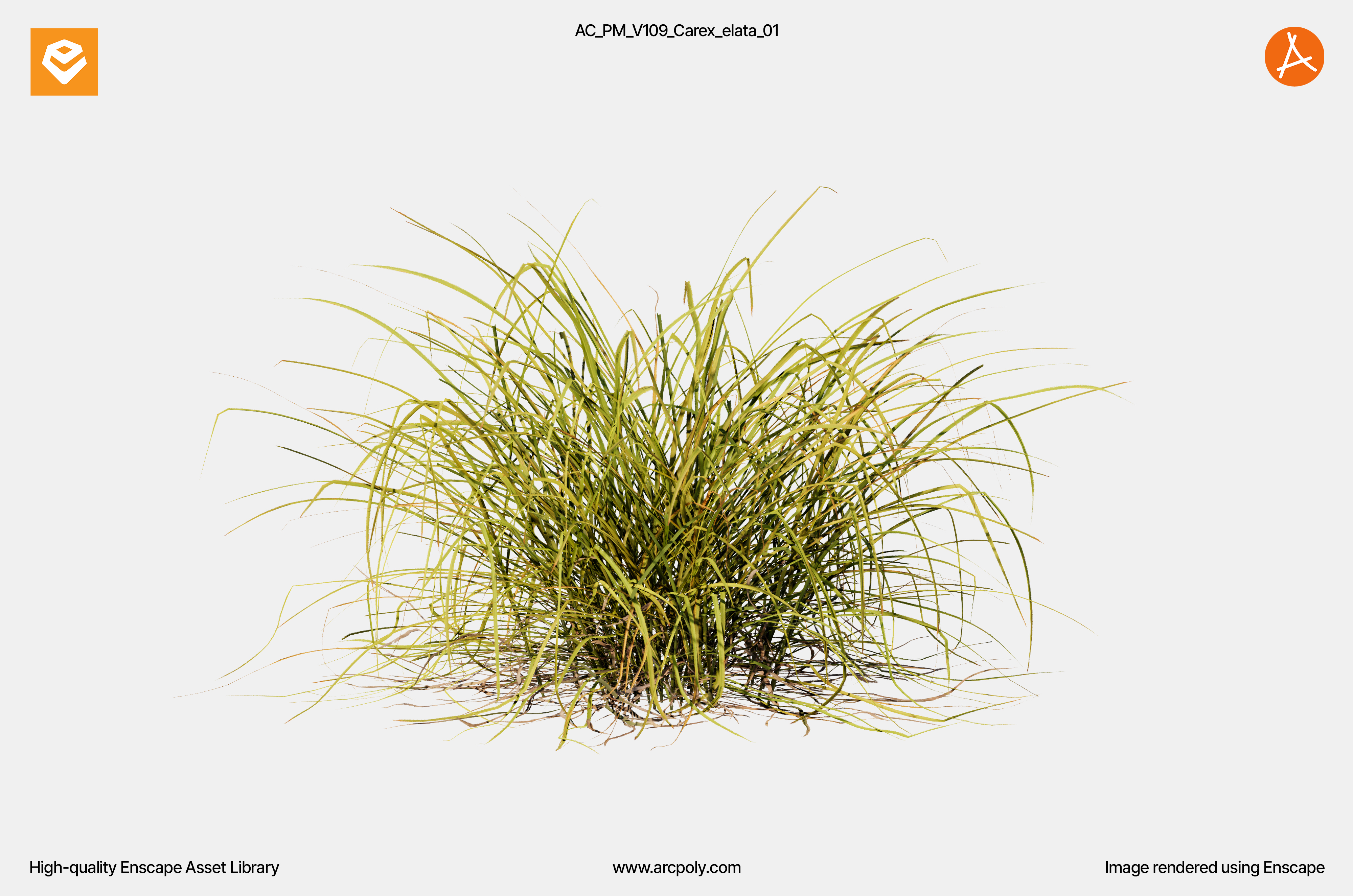 AC_PM_V109_Carex_elata_01