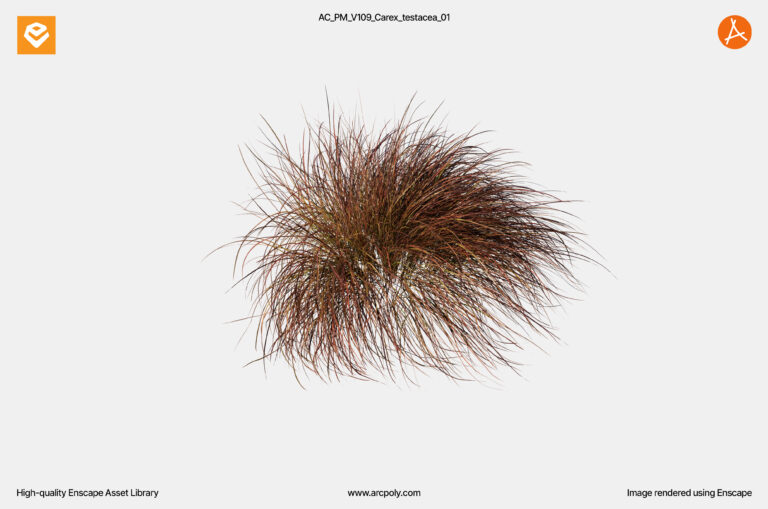 AC_PM_V109_Carex_testacea_01.4