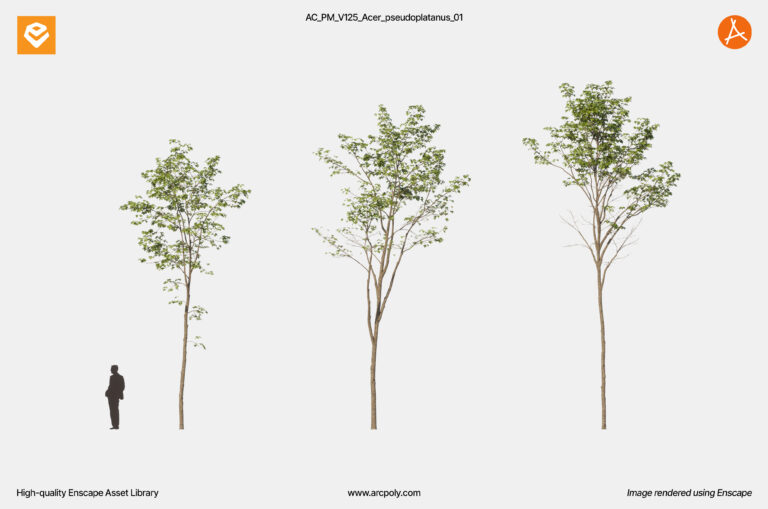 AC_PM_V125_Acer_pseudoplatanus_01.2