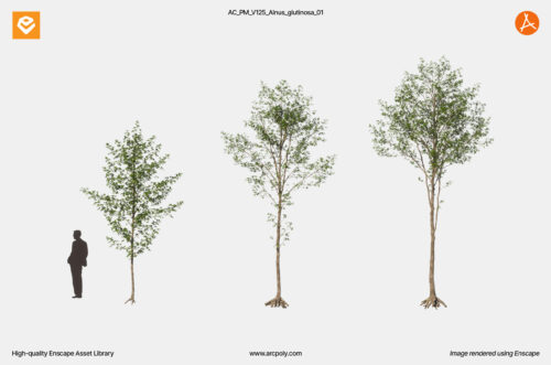 AC_PM_V125_Alnus_glutinosa_01