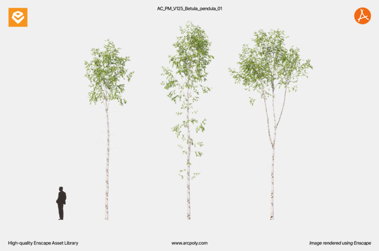 AC_PM_V125_Betula_pendula_01.2