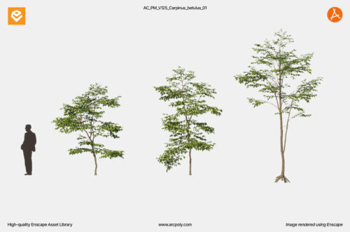 AC_PM_V125_Carpinus_betulus_01