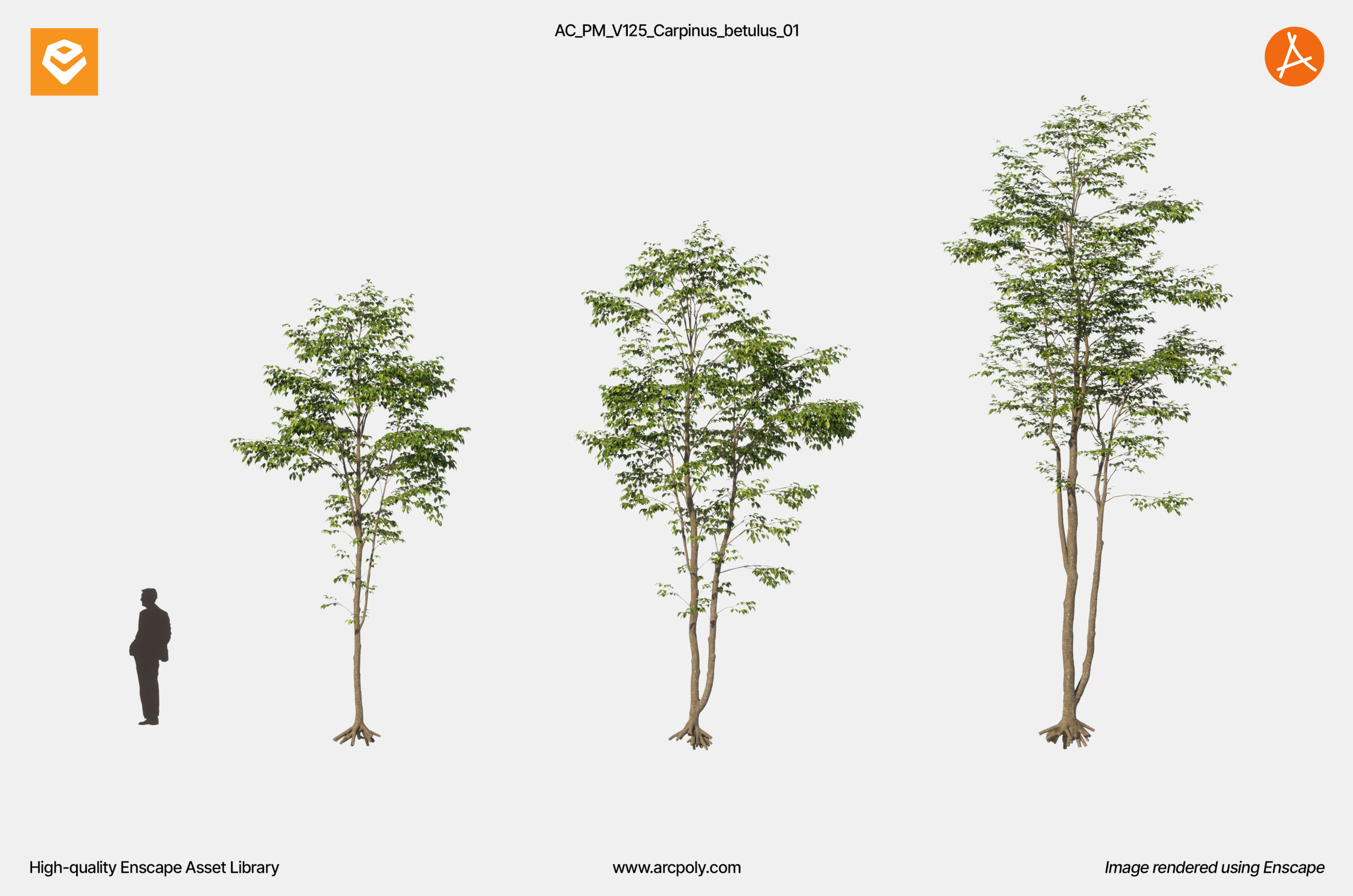 AC_PM_V125_Carpinus_betulus_01