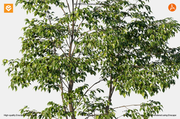 AC_PM_V125_Carpinus_betulus_01.3