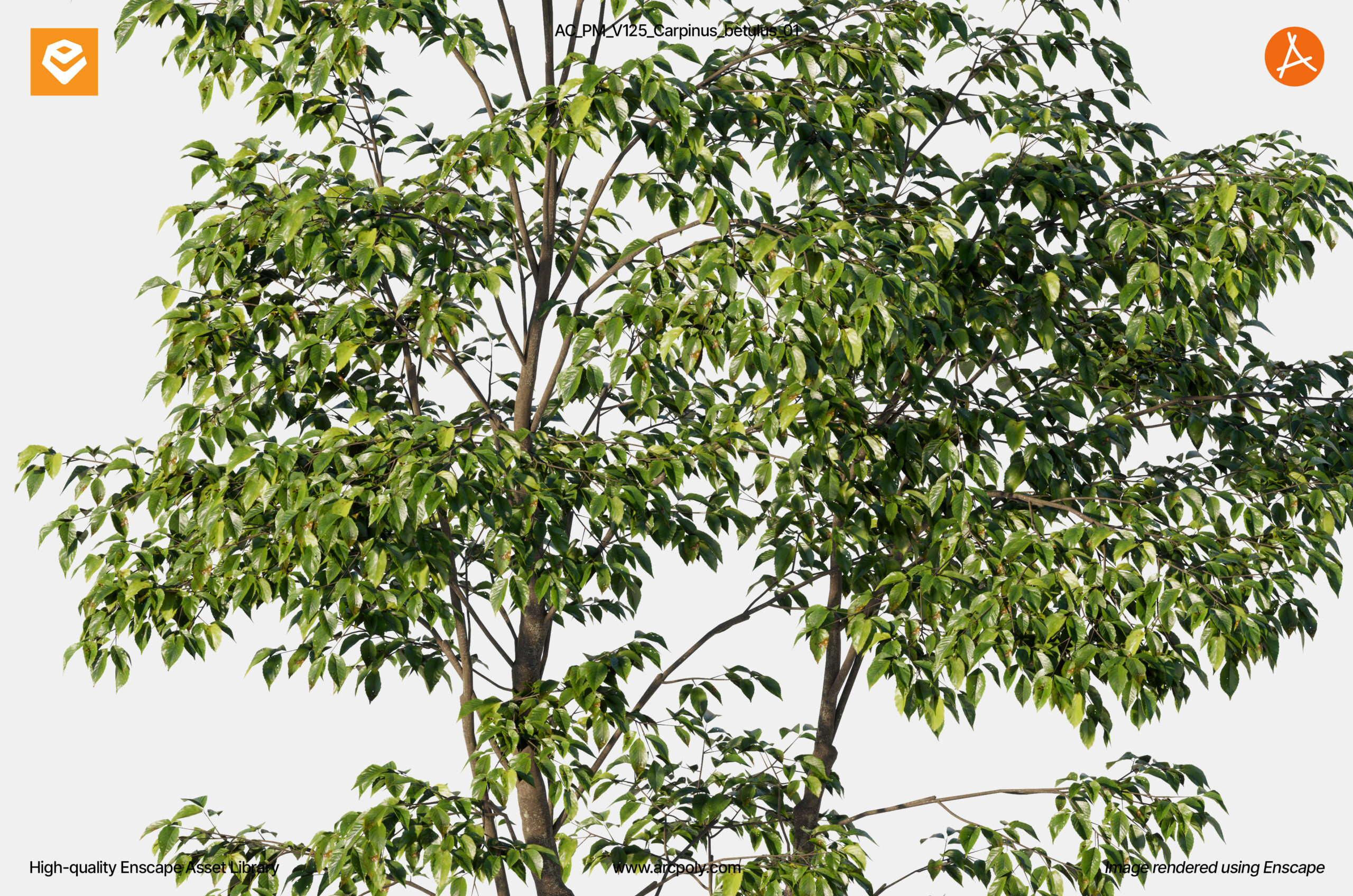 AC_PM_V125_Carpinus_betulus_01