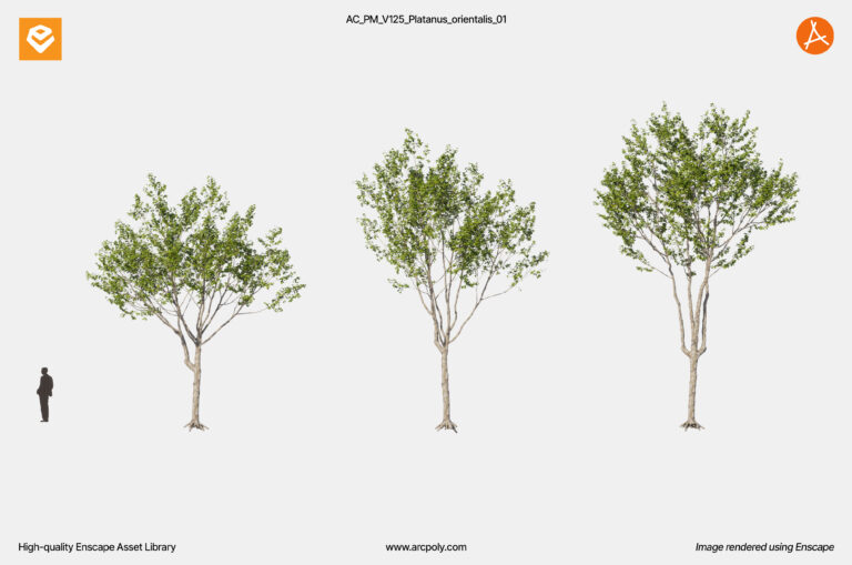 AC_PM_V125_Platanus_orientalis_01