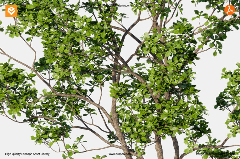 AC_PM_V125_Quercus_robur_01_01.3