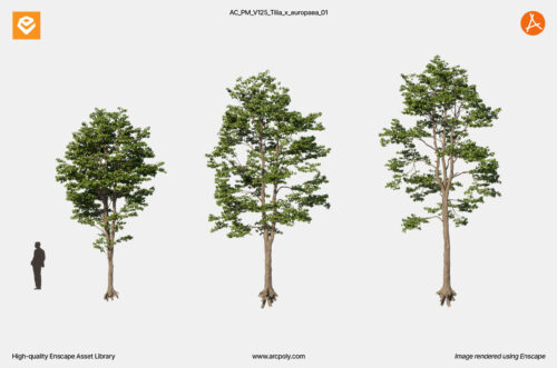 AC_PM_V125_Tilia_x_europaea_01