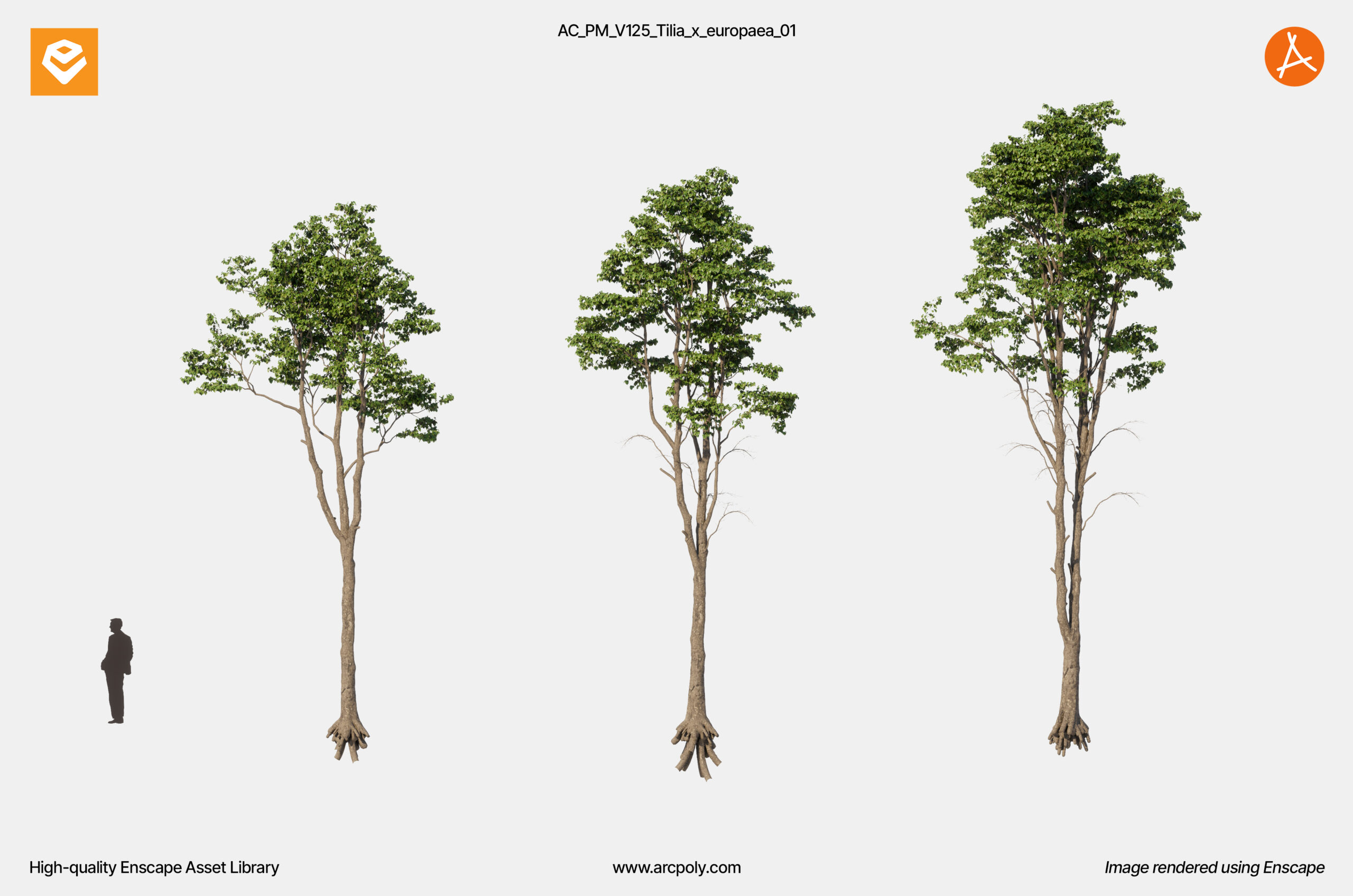 AC_PM_V125_Tilia_x_europaea_01