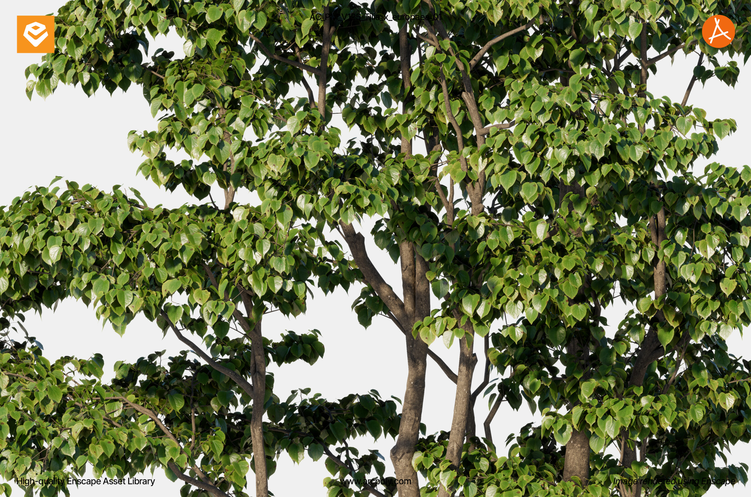 AC_PM_V125_Tilia_x_europaea_01