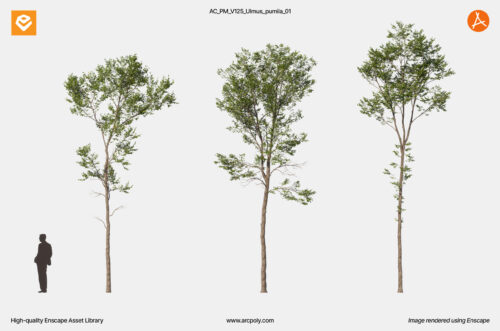 AC_PM_V125_Ulmus_pumila_01