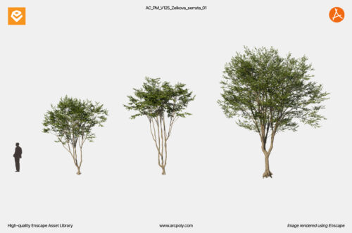 AC_PM_V125_Zelkova_serrata_01