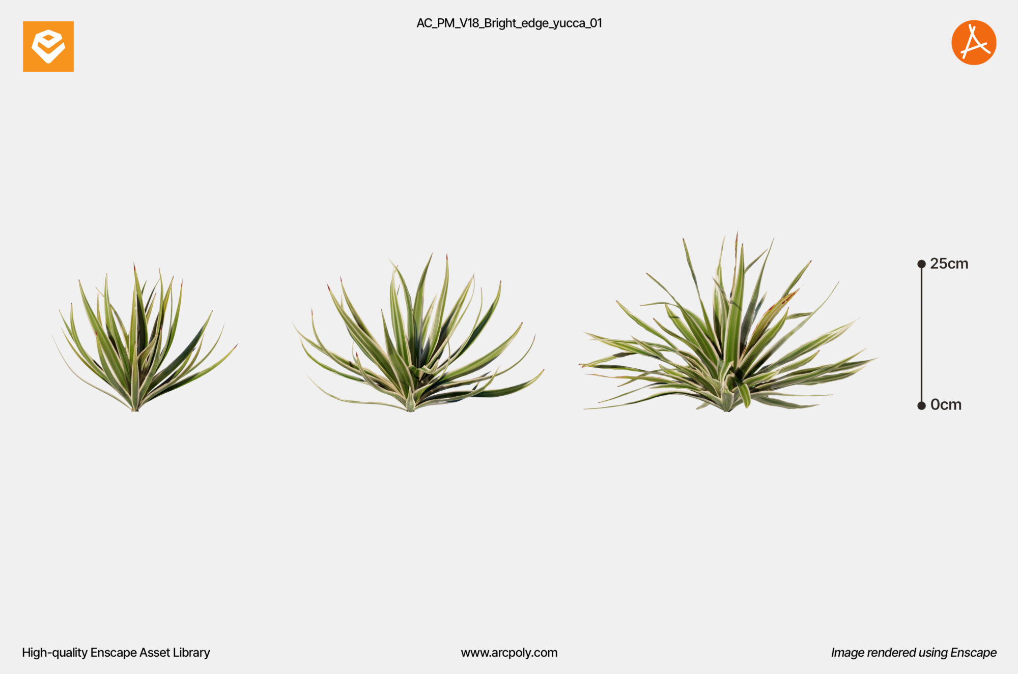 AC_PM_V18_Bright_edge_yucca_01
