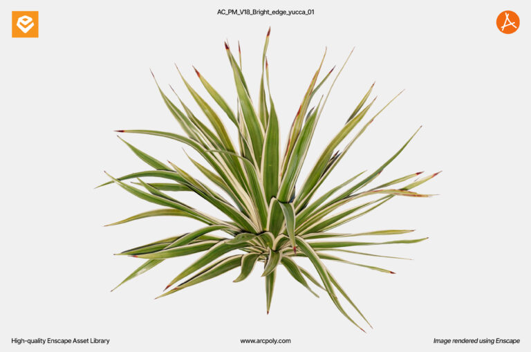 AC_PM_V18_Bright_edge_yucca_01.3