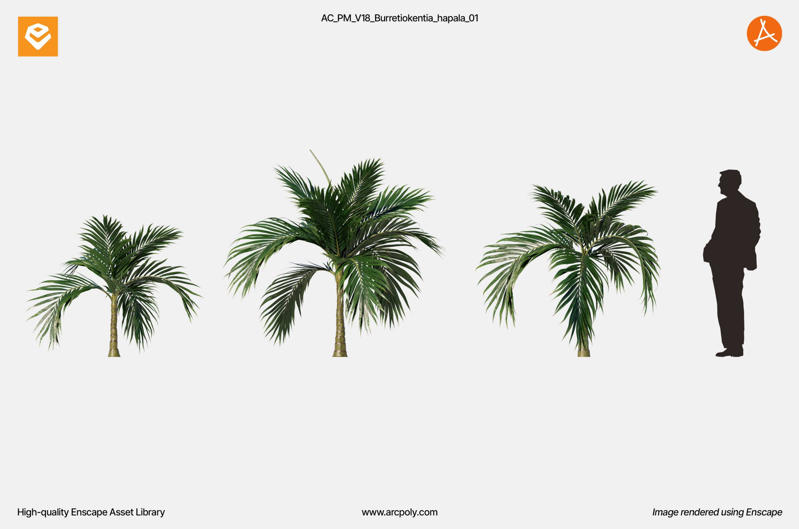 AC_PM_V18_Burretiokentia_hapala_01