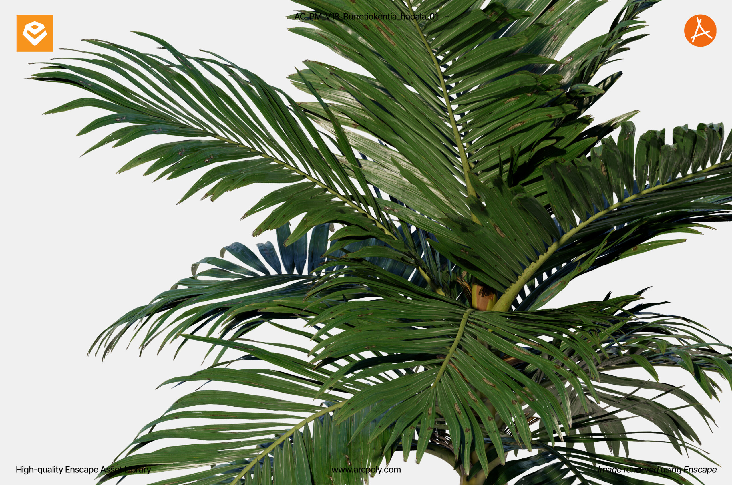 AC_PM_V18_Burretiokentia_hapala_01