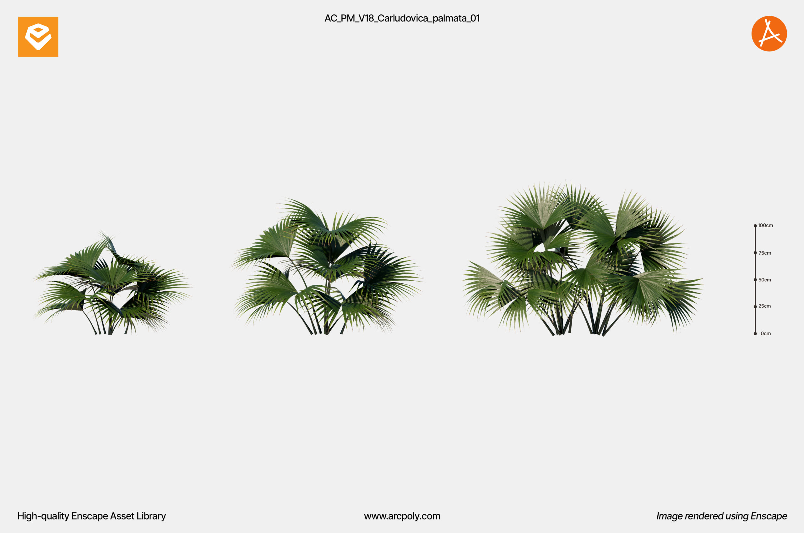 AC_PM_V18_Carludovica_palmata_01
