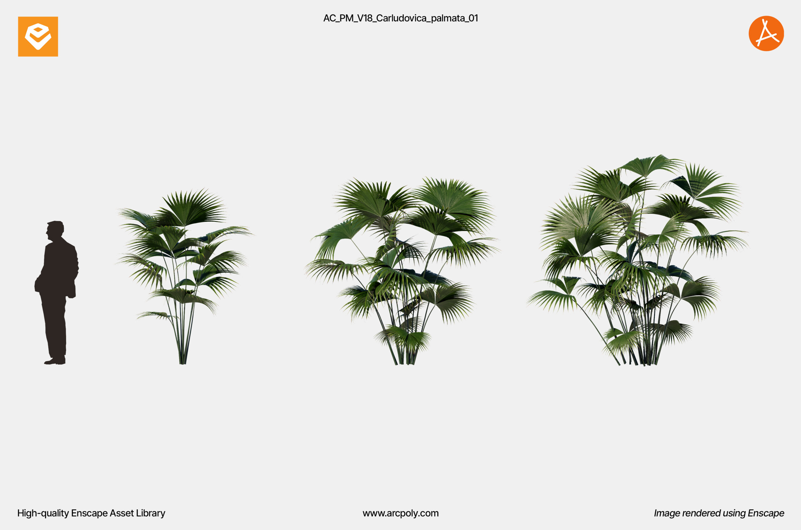 AC_PM_V18_Carludovica_palmata_01
