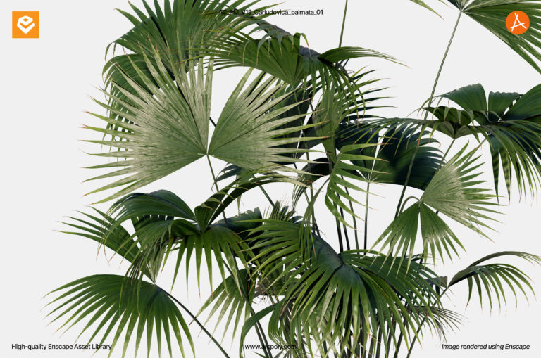 AC_PM_V18_Carludovica_palmata_01.3