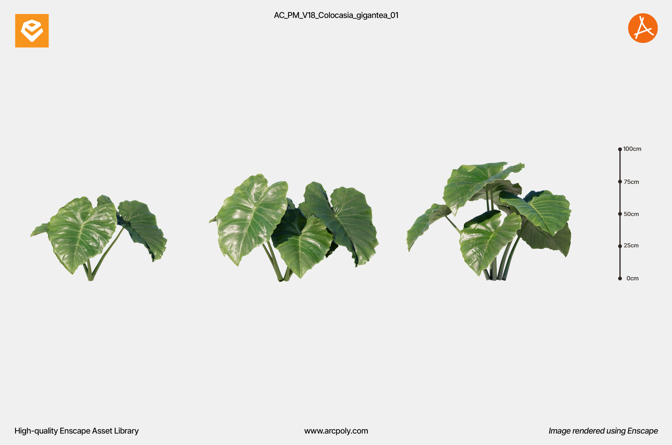 AC_PM_V18_Colocasia_gigantea_01