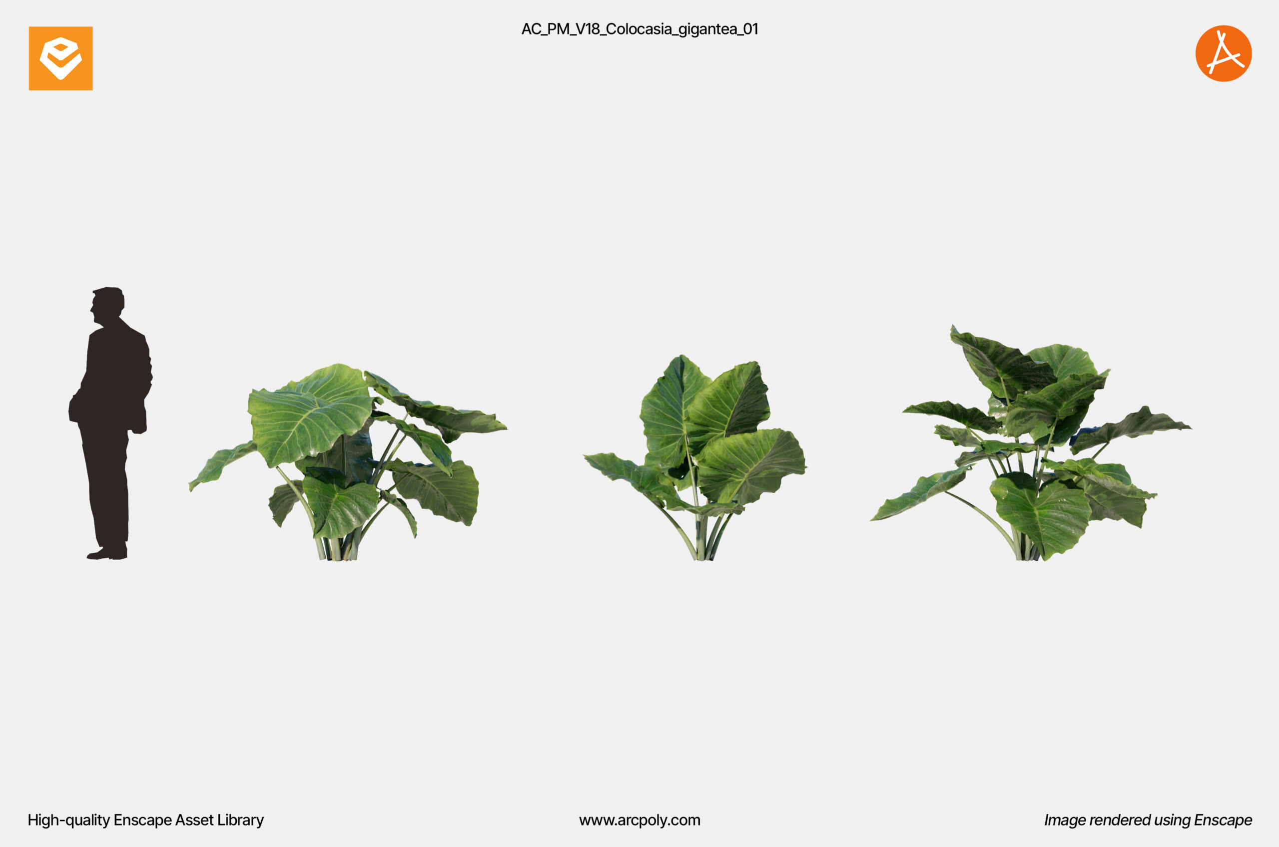AC_PM_V18_Colocasia_gigantea_01