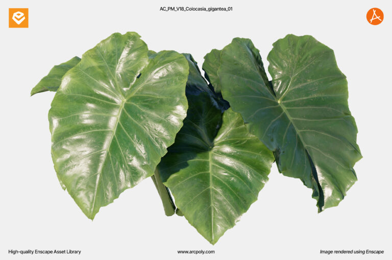 AC_PM_V18_Colocasia_gigantea_01.3