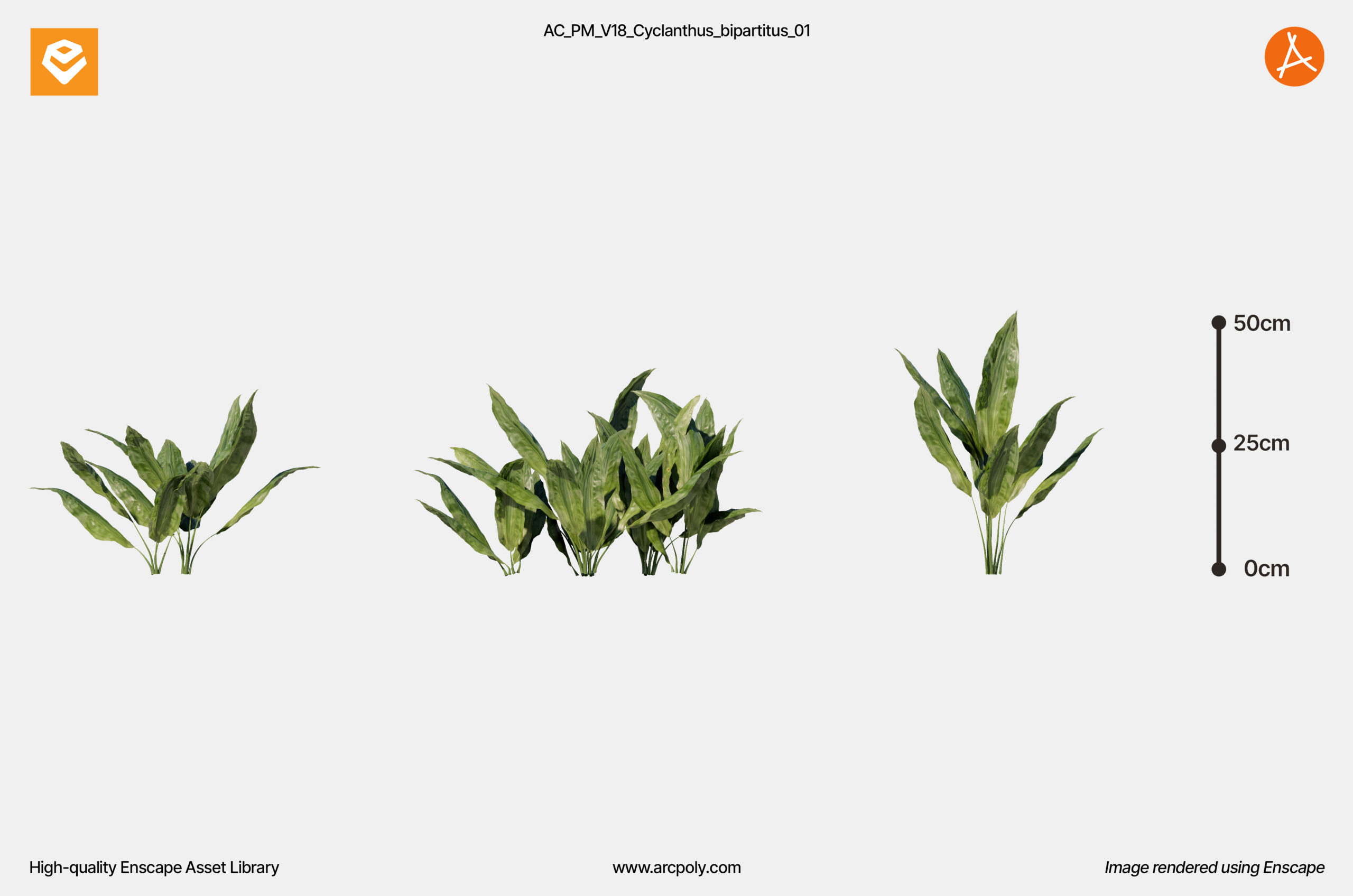 AC_PM_V18_Cyclanthus_bipartitus_01