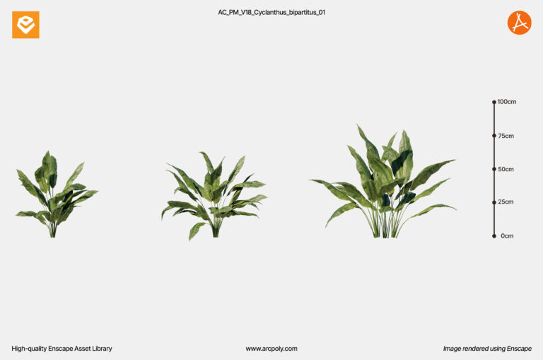 AC_PM_V18_Cyclanthus_bipartitus_01.2