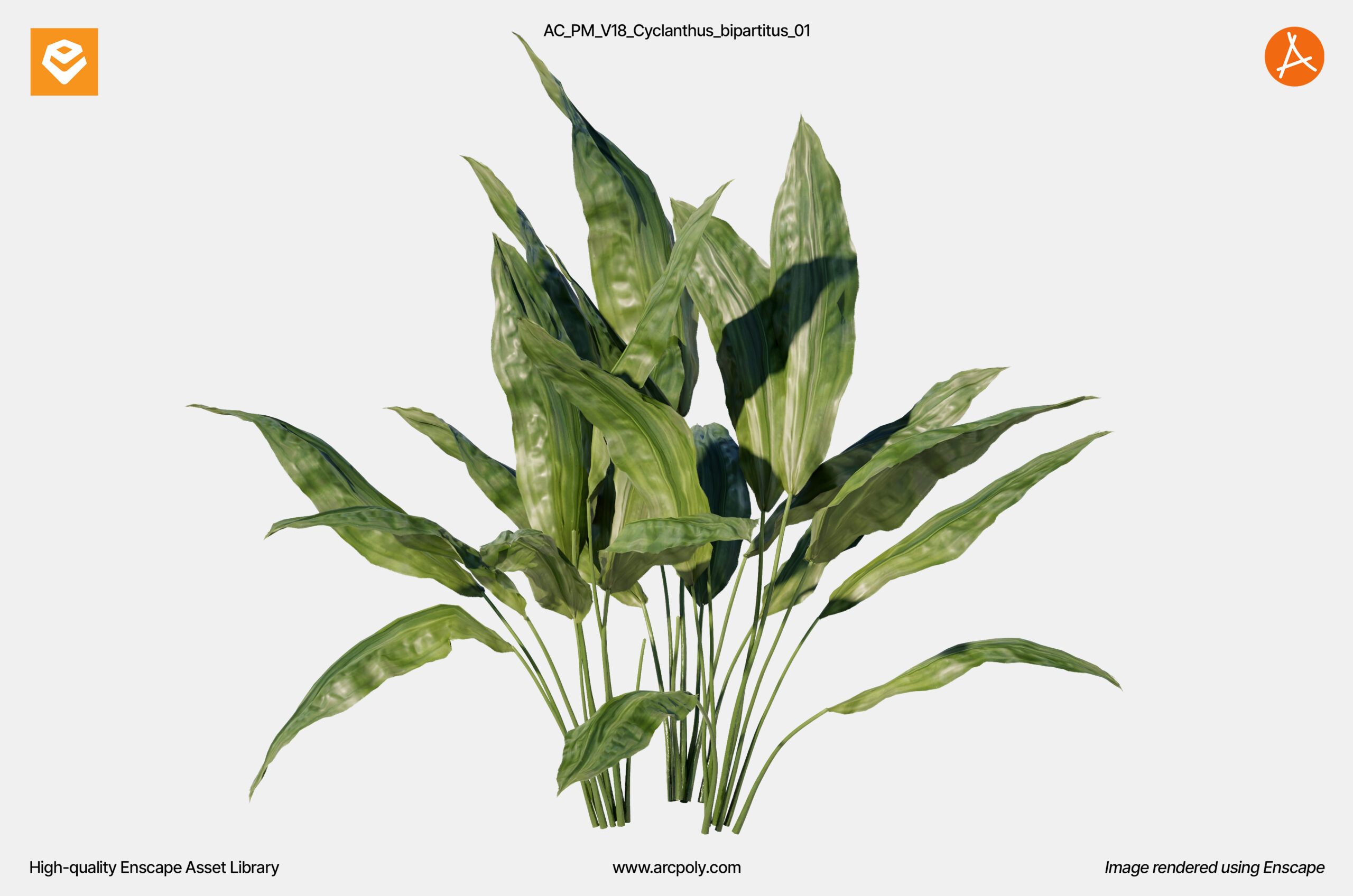 AC_PM_V18_Cyclanthus_bipartitus_01