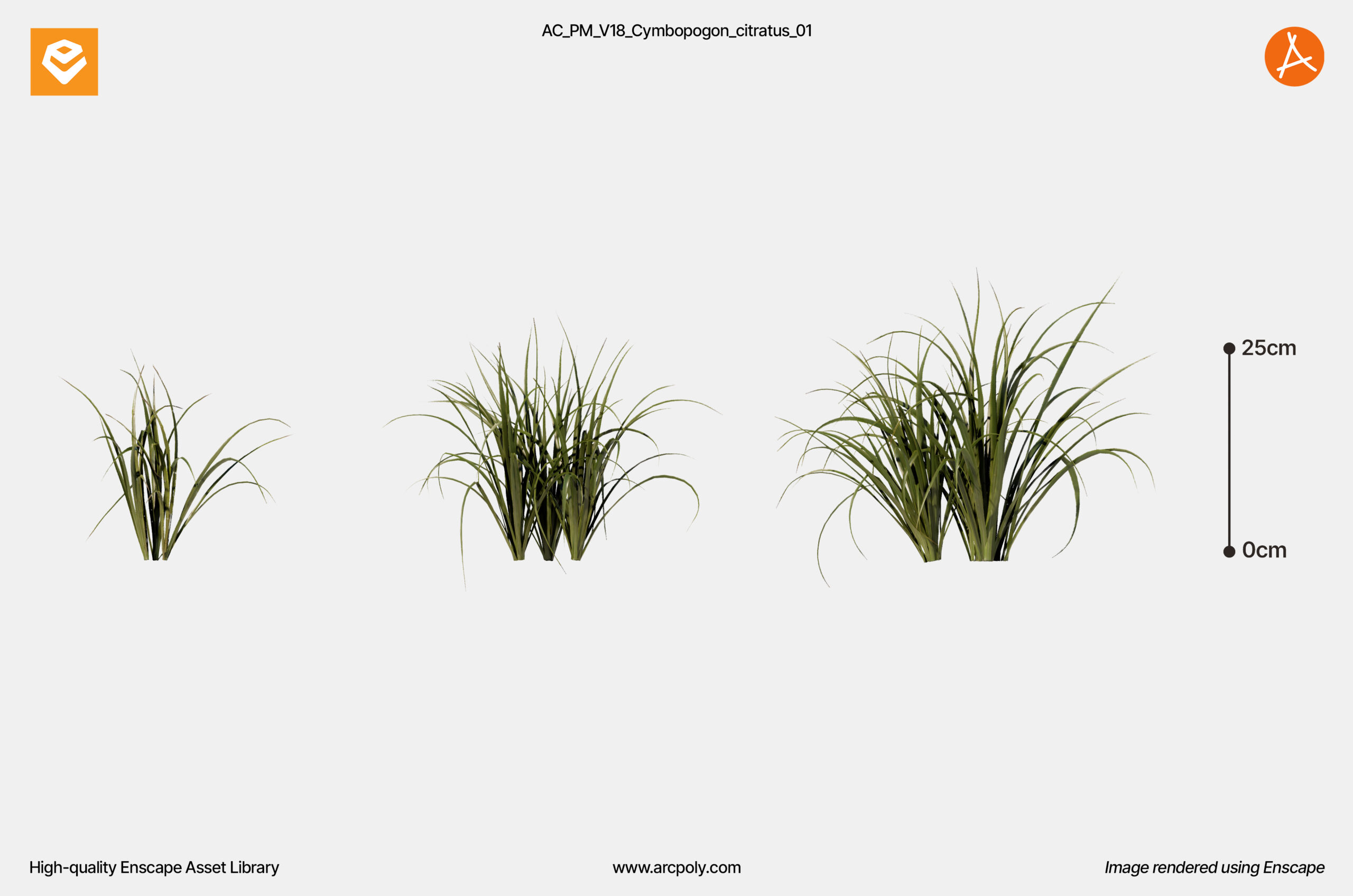 AC_PM_V18_Cymbopogon_citratus_01