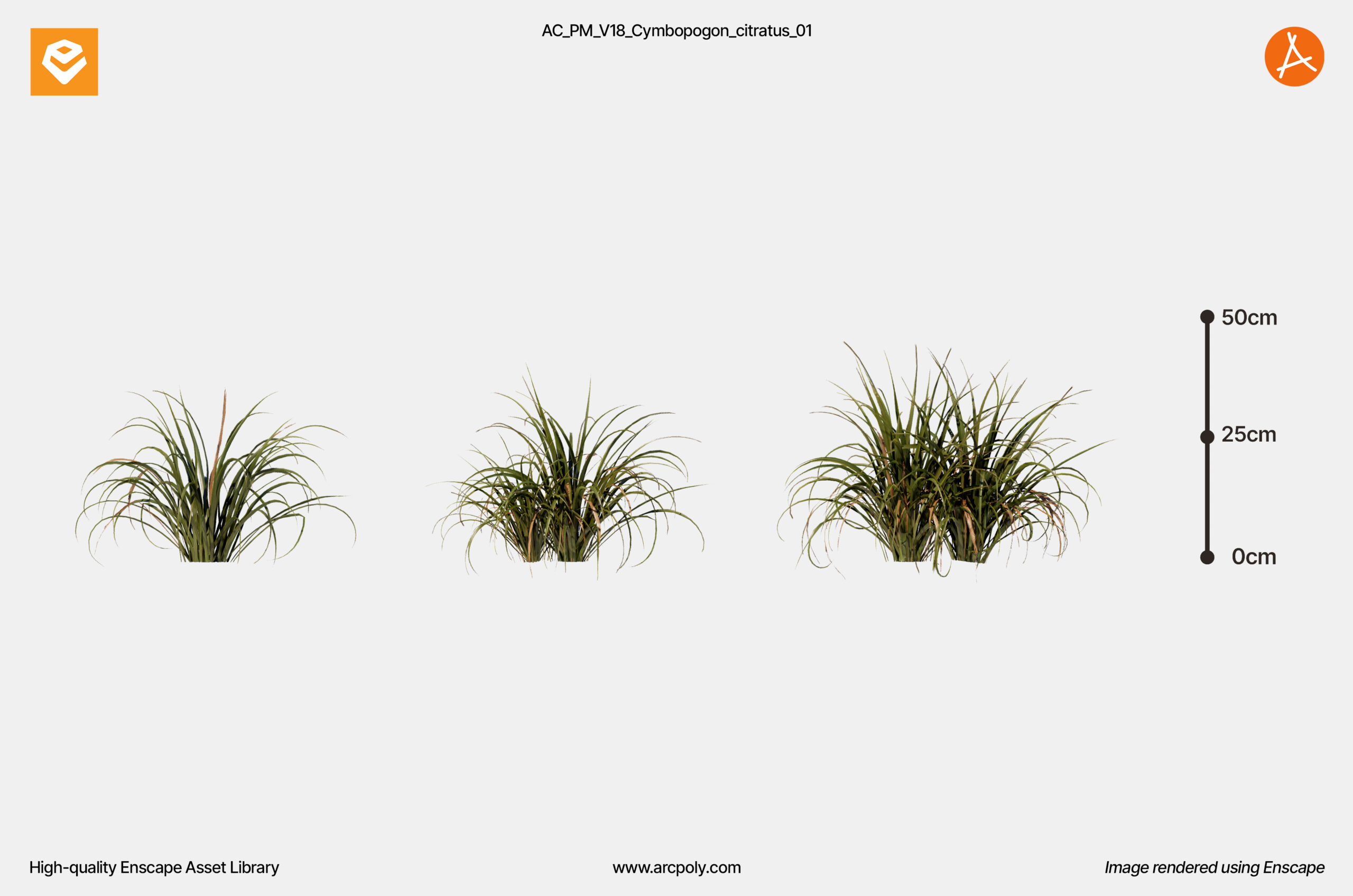 AC_PM_V18_Cymbopogon_citratus_01