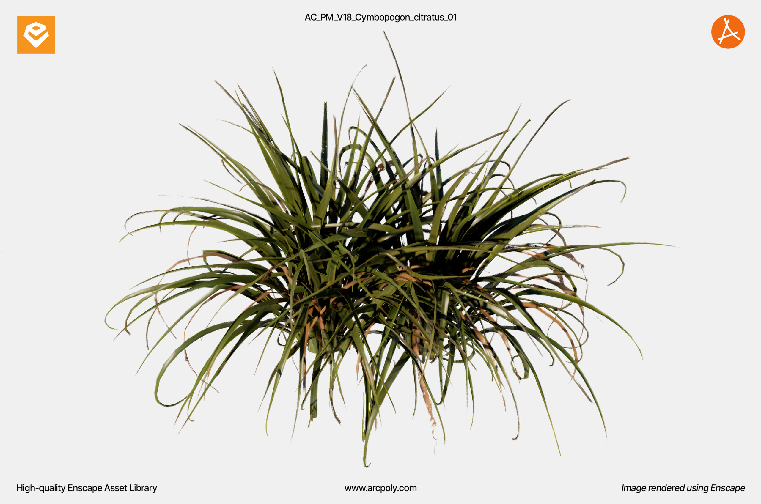 AC_PM_V18_Cymbopogon_citratus_01