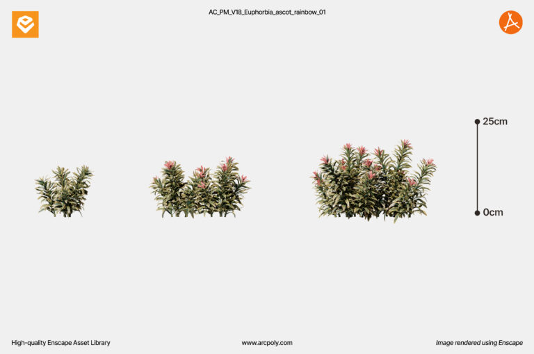 AC_PM_V18_Euphorbia_ascot_rainbow_01