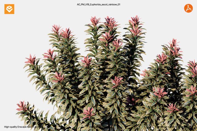 AC_PM_V18_Euphorbia_ascot_rainbow_01.3