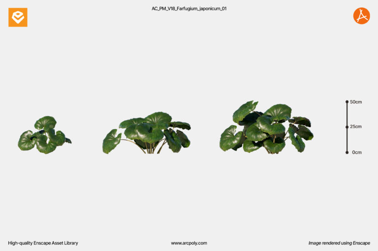 AC_PM_V18_Farfugium_japonicum_01