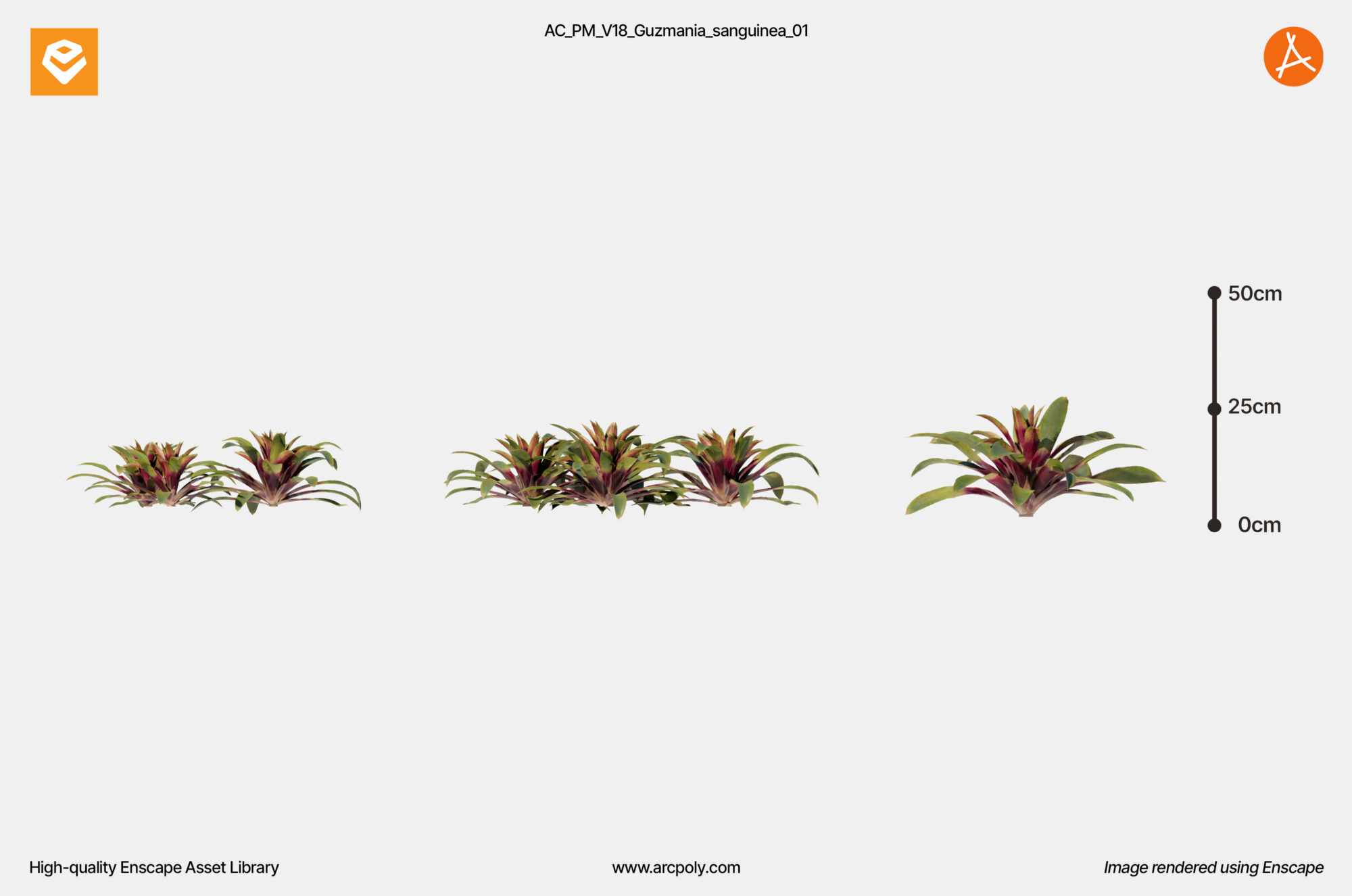 AC_PM_V18_Guzmania_sanguinea_01