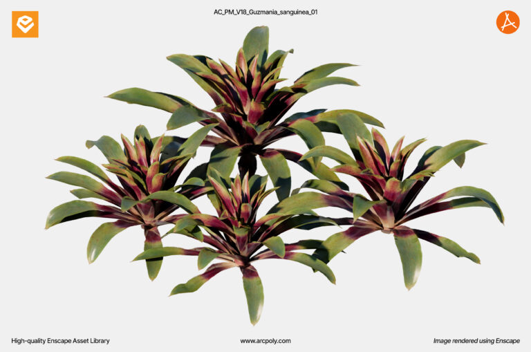 AC_PM_V18_Guzmania_sanguinea_01.3