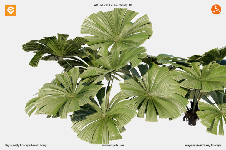 AC_PM_V18_Licuala_ramsayi_01.3