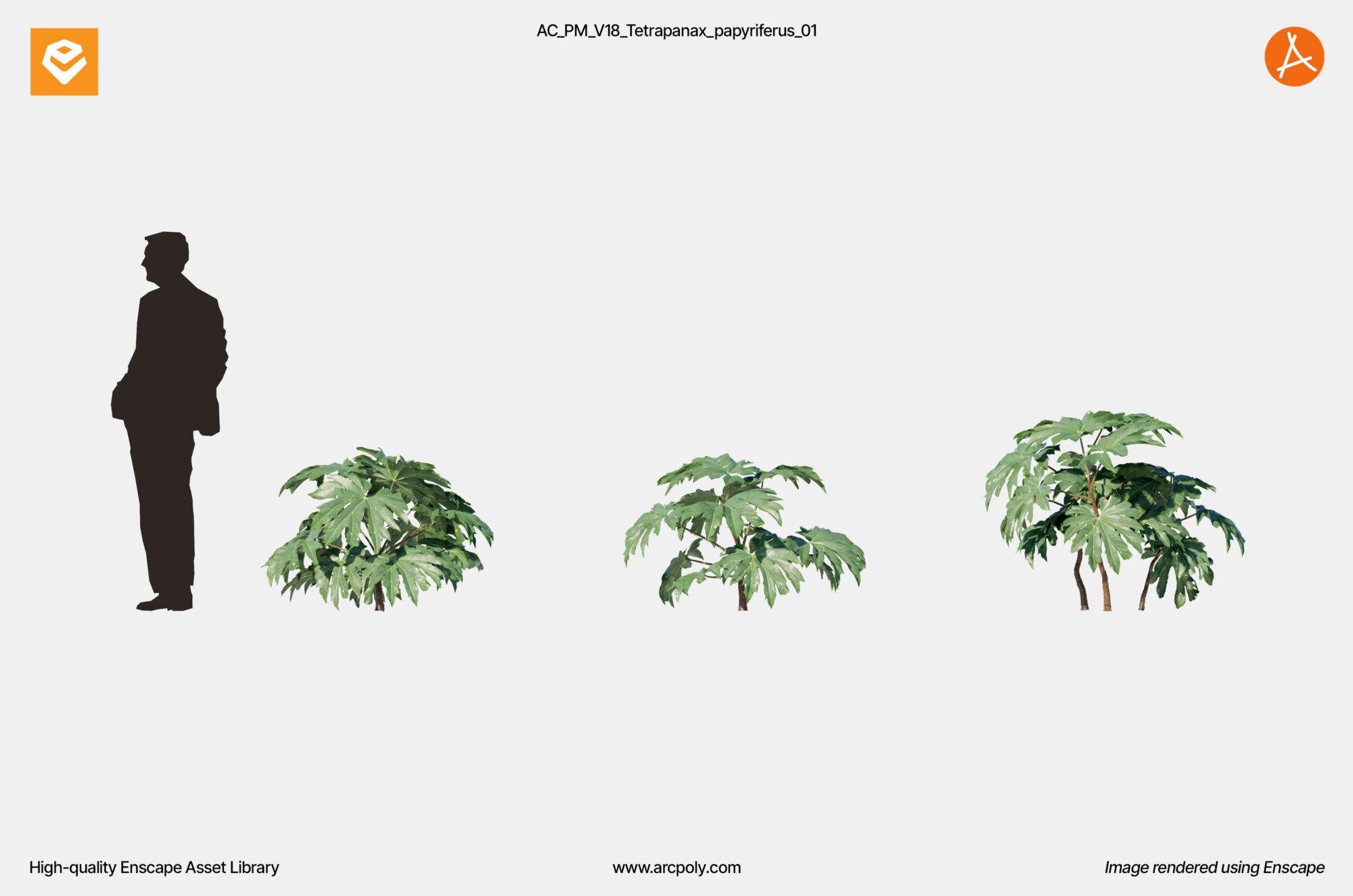 AC_PM_V18_Tetrapanax_papyriferus_01