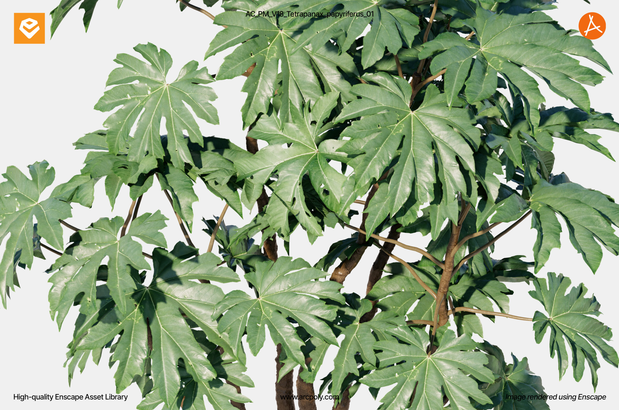 AC_PM_V18_Tetrapanax_papyriferus_01