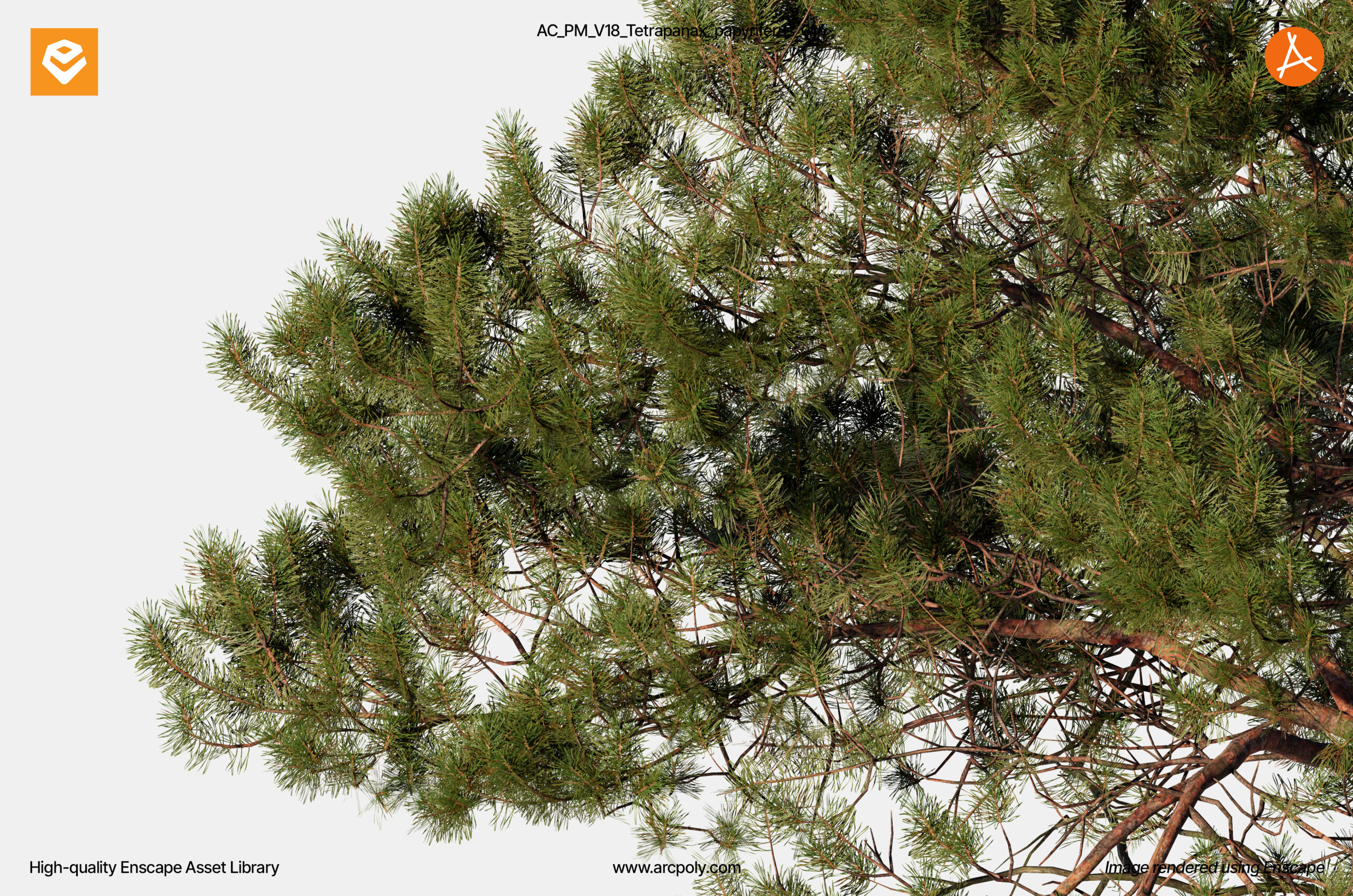 AC_Pinus_Sylvestris_01