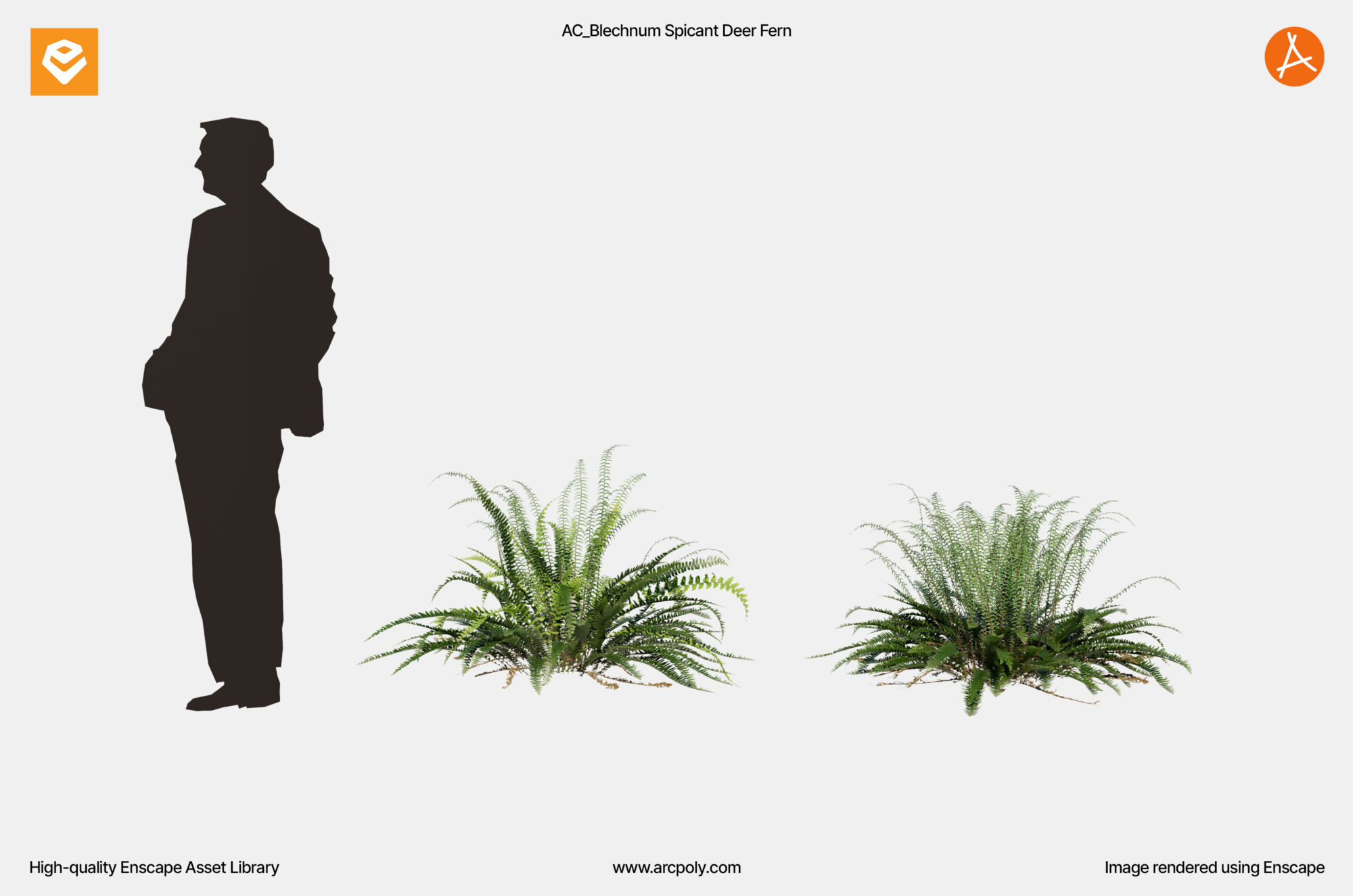 AC_Blechnum Spicant Deer Fern