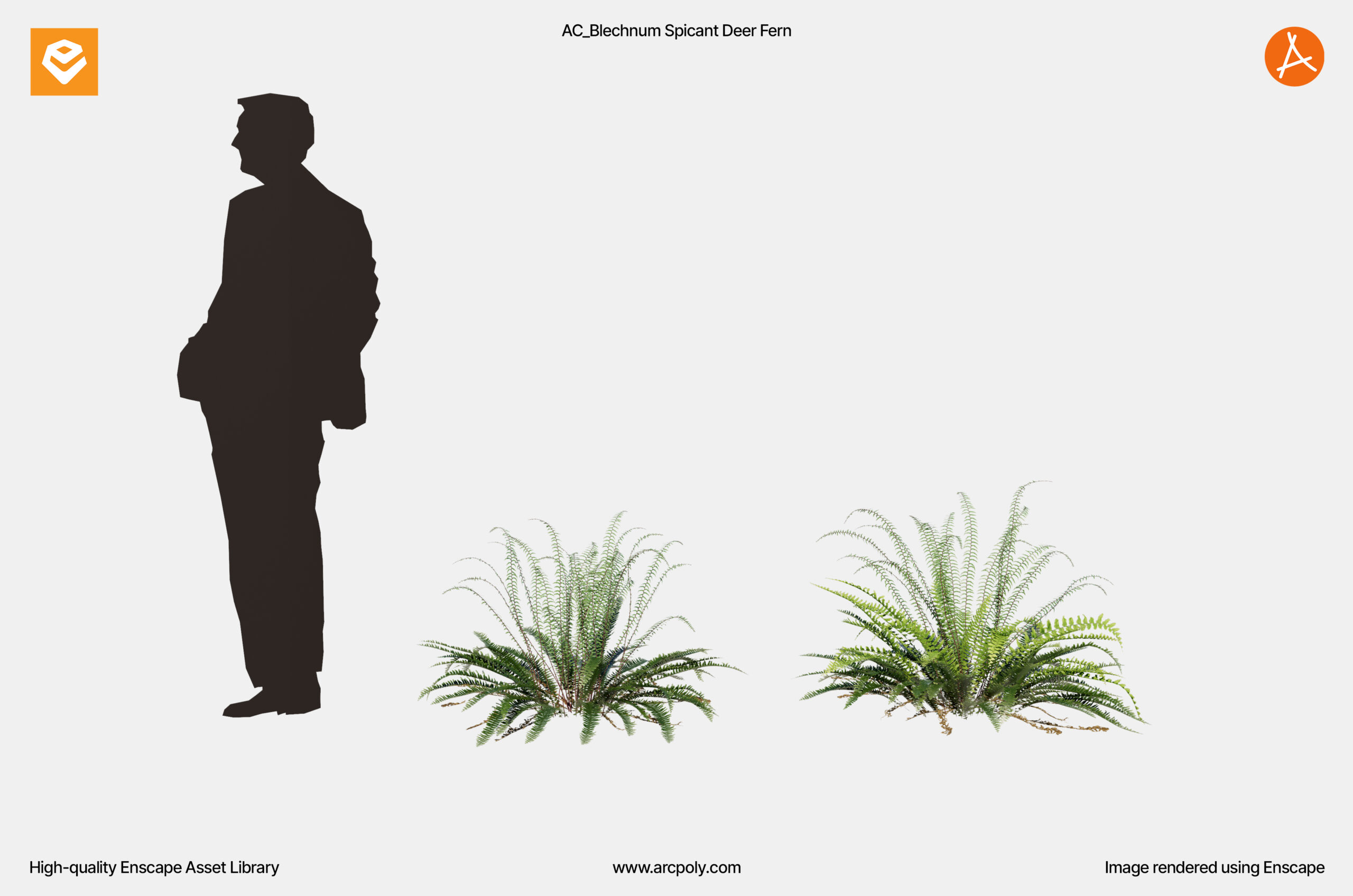 AC_Blechnum Spicant Deer Fern_002 AC_Blechnum Spicant Deer Fern